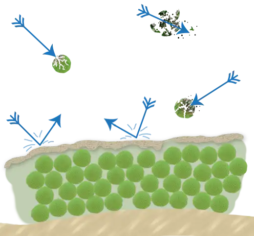 Biofilm and antibiotics depiction