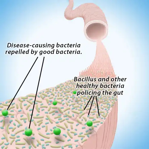 Cross section depiction of the inside of the colon