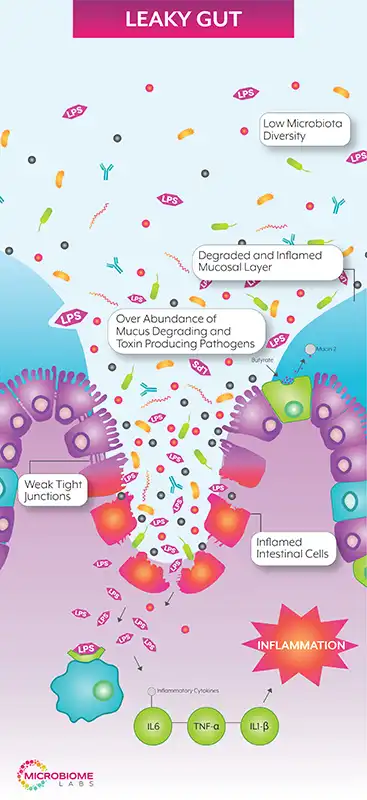 Leaky Gut Skinny