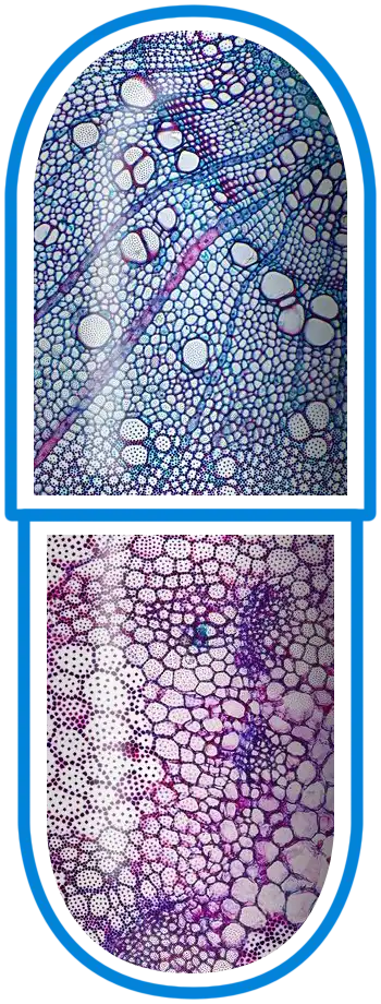 Microbiome Labs Bacillus Spore Strains - Capsule Depiction