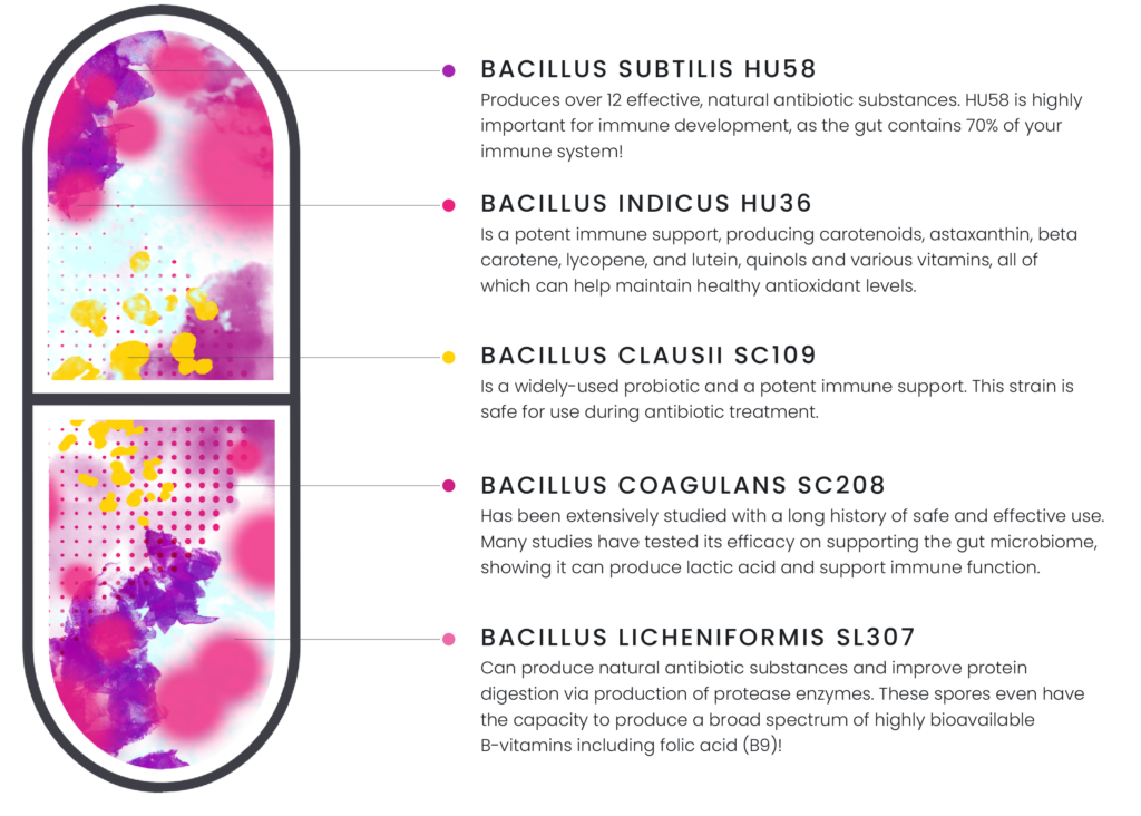 megaspore strains